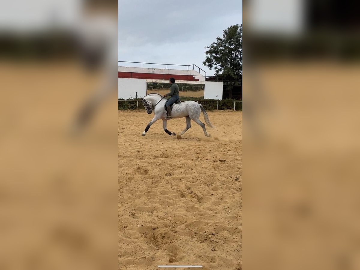 Koń andaluzyjski Ogier 6 lat 165 cm Siwa in Huelva