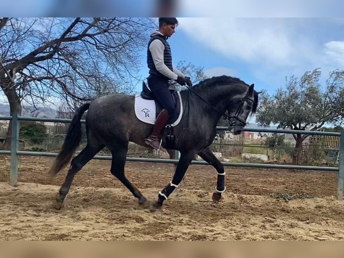 Koń andaluzyjski Ogier 6 lat 170 cm Siwa in Almeria