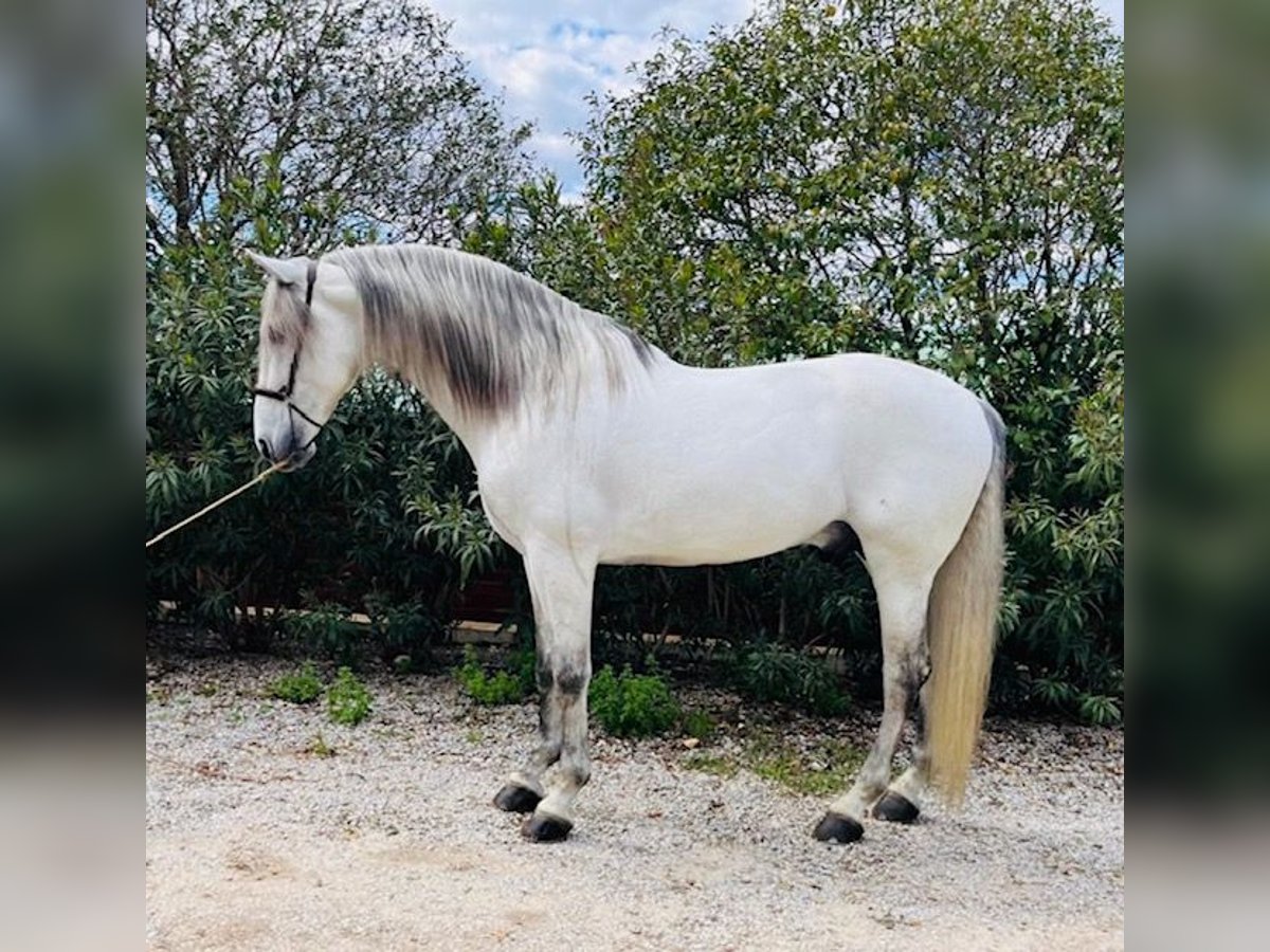 Koń andaluzyjski Ogier 7 lat 177 cm Siwa in Vilamarxant