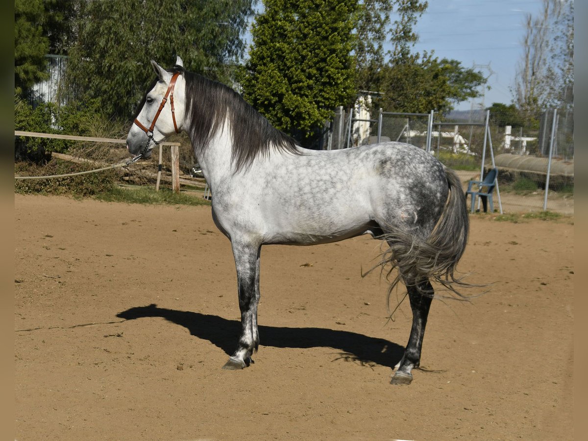 Koń andaluzyjski Ogier 8 lat 158 cm Siwa in Galaroza (Huelva)