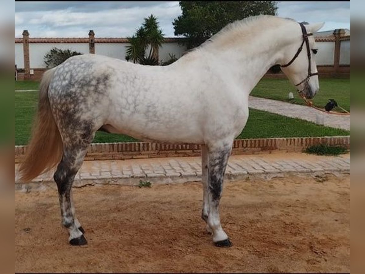 Koń andaluzyjski Ogier 8 lat 163 cm Siwa in Sevilla