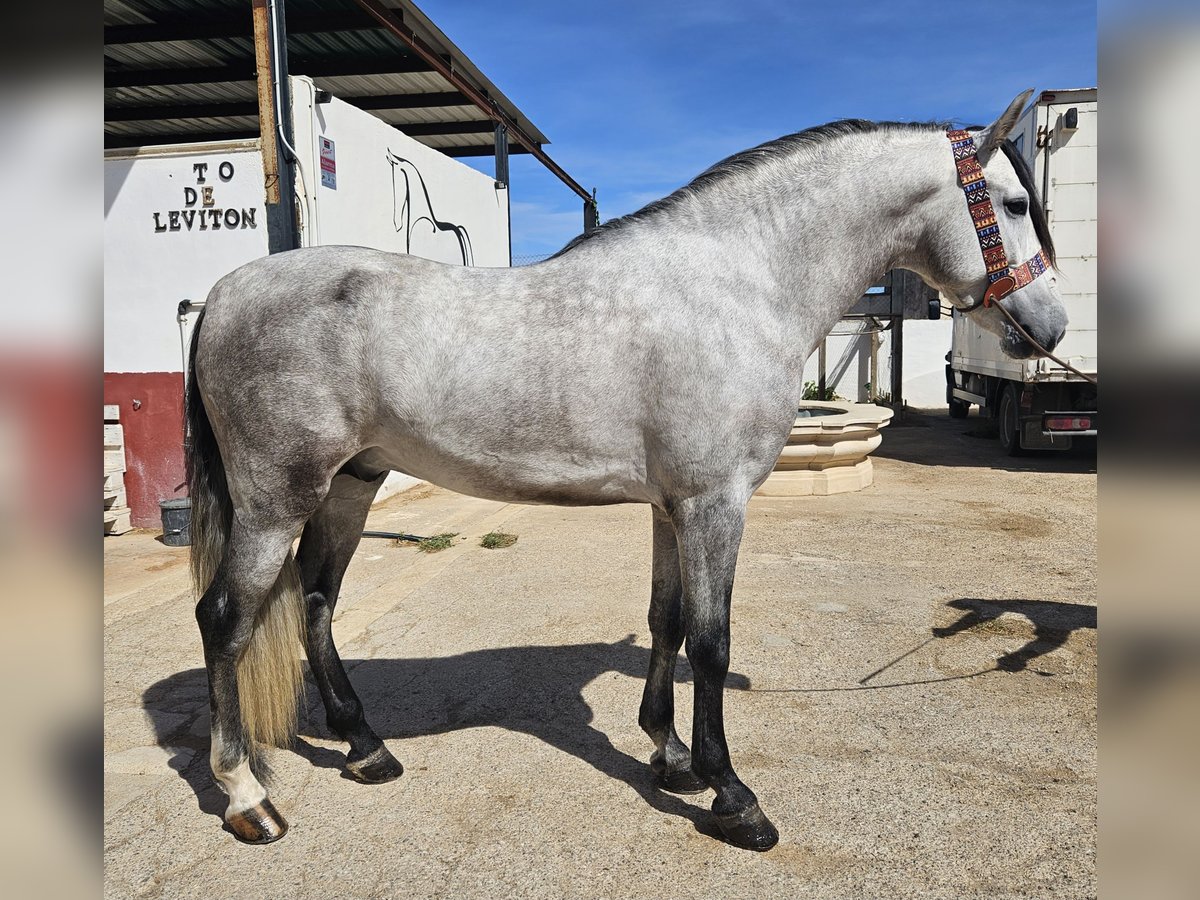 Koń andaluzyjski Ogier Źrebak (01/2024) 162 cm Siwa in Cheste