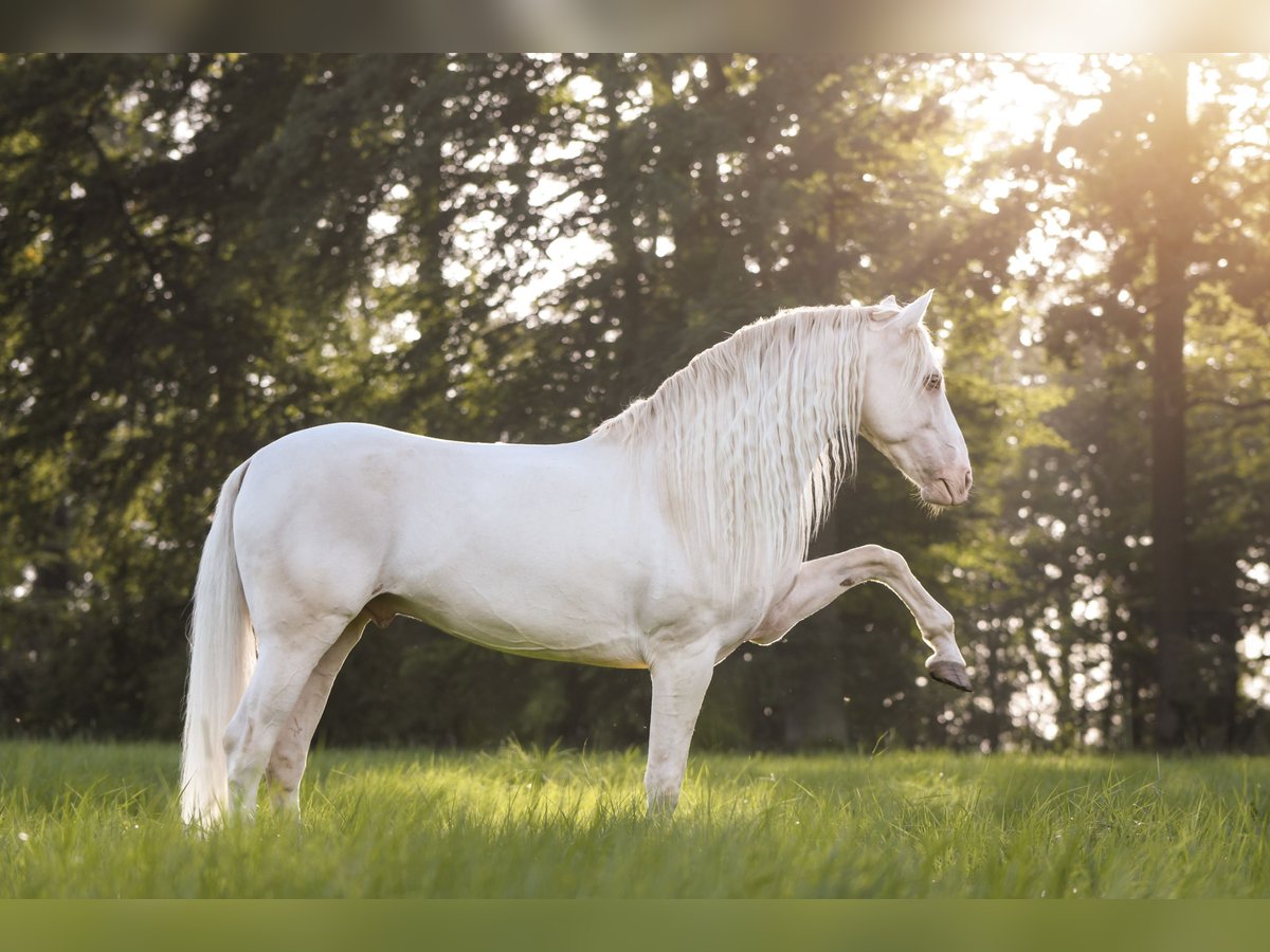 Koń andaluzyjski Wałach 11 lat 155 cm Cremello in Oerlinghausen