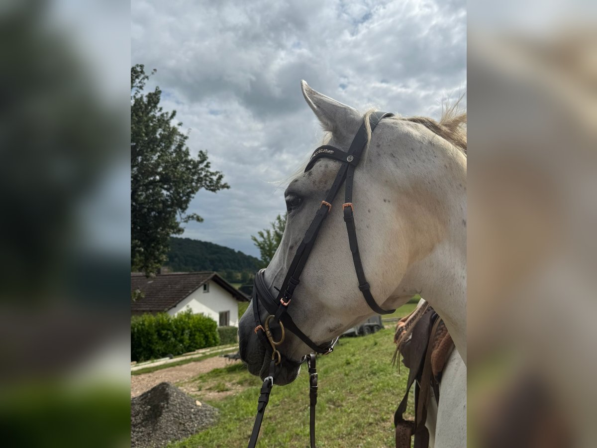 Koń andaluzyjski Wałach 12 lat 165 cm Siwa in B&#xFC;dingen
