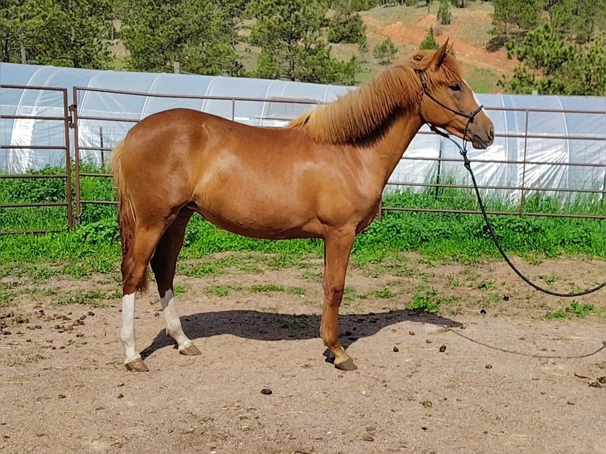 Koń andaluzyjski Mix Wałach 1 Rok 142 cm Cisawa in Hot Springs, South Dakota