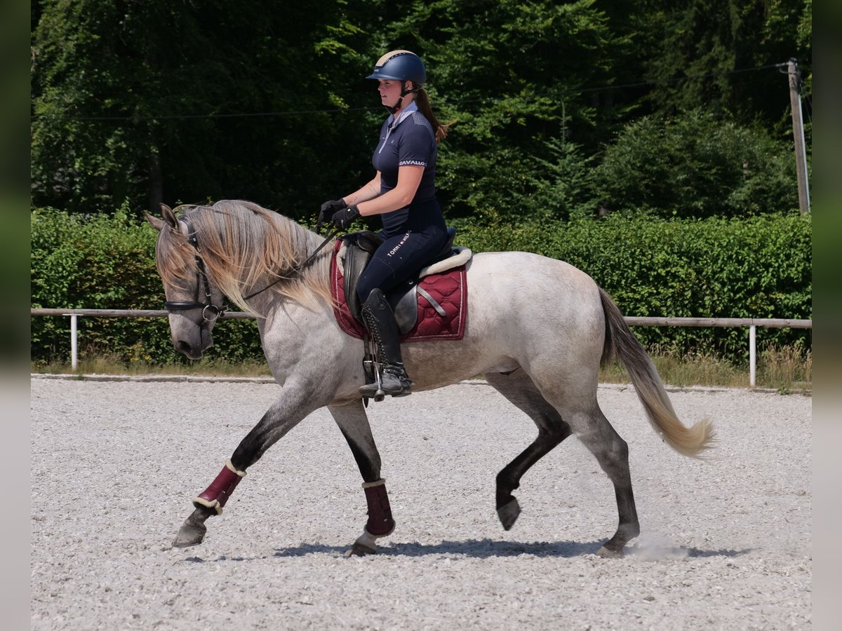 Koń andaluzyjski Wałach 3 lat 156 cm Siwa in Neustadt (Wied)