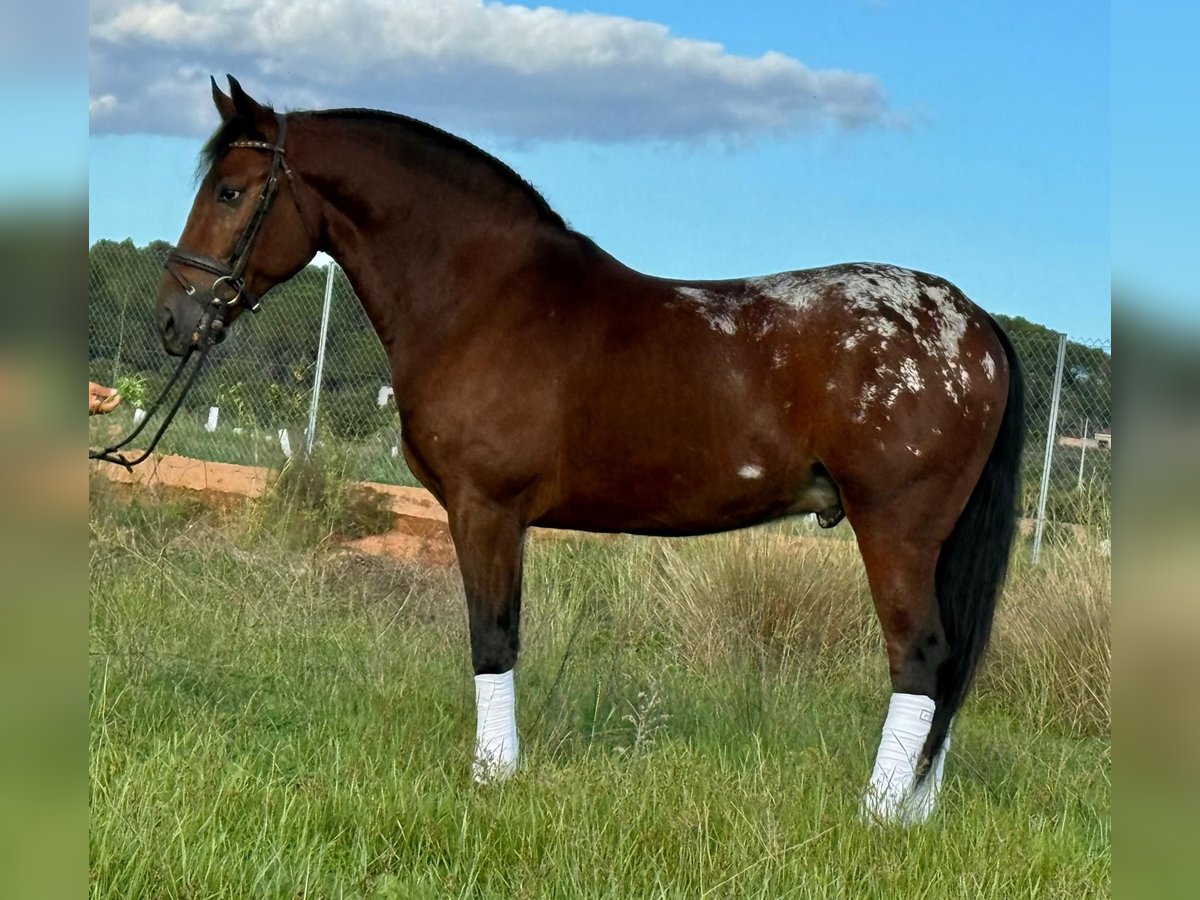 Koń andaluzyjski Wałach 3 lat 164 cm Gniada in Lochen am See