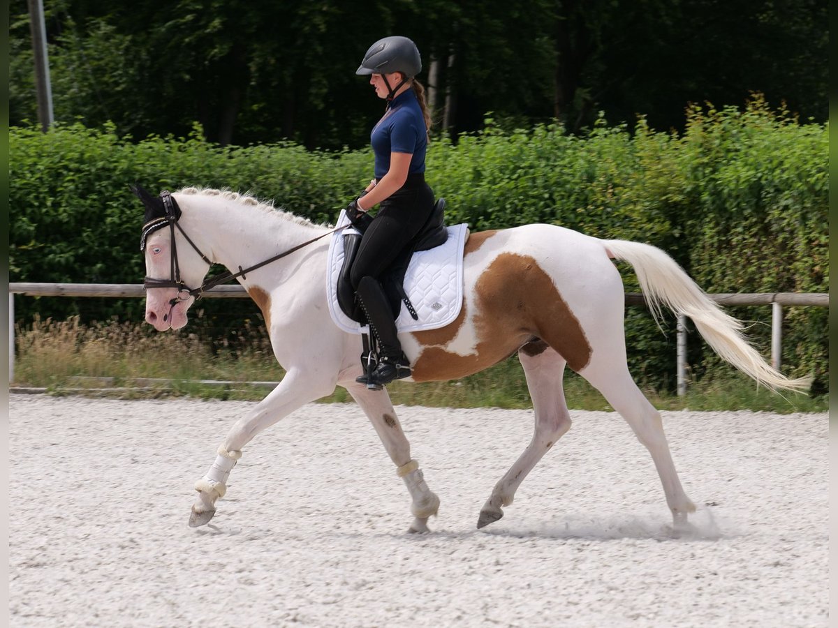 Koń andaluzyjski Mix Wałach 4 lat 148 cm Srokata in Neustadt (Wied)