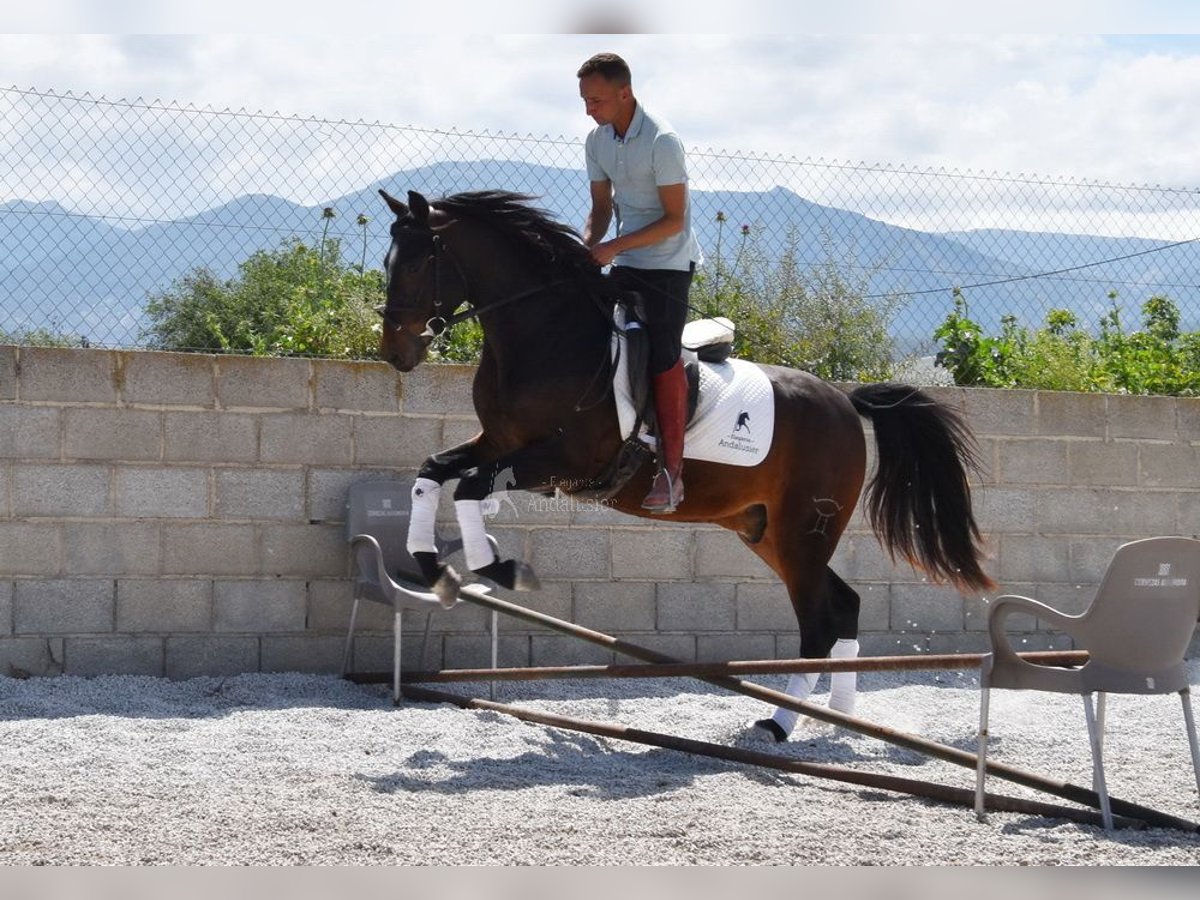 Koń andaluzyjski Wałach 4 lat 151 cm Ciemnogniada in Provinz Granada