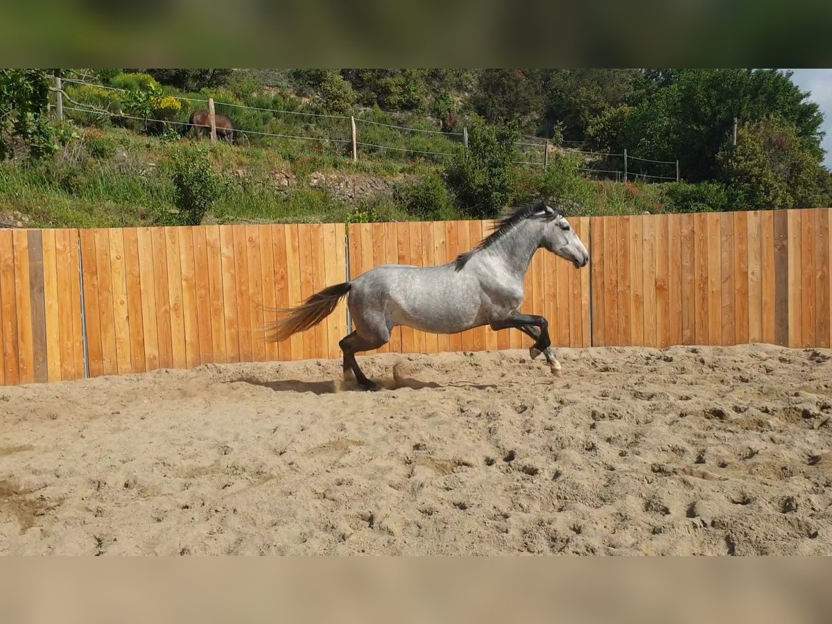 Koń andaluzyjski Wałach 4 lat 155 cm Siwa in Zerf