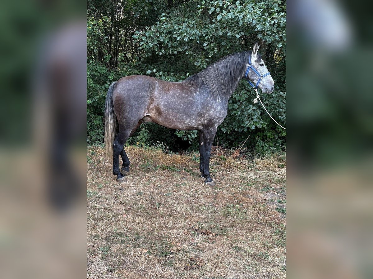 Koń andaluzyjski Wałach 4 lat 159 cm Siwa jabłkowita in Espinar, De El (Estacion)
