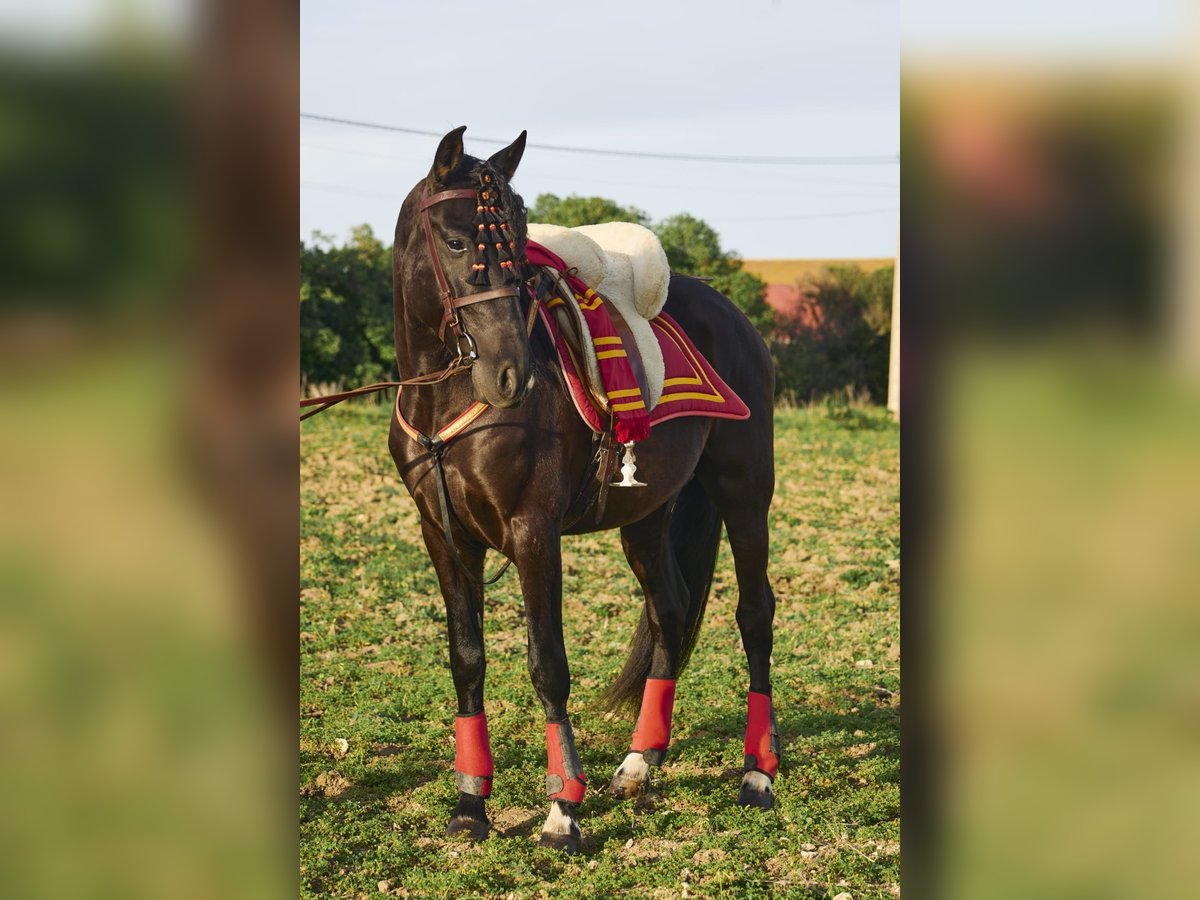 Koń andaluzyjski Wałach 4 lat 160 cm Ciemnogniada in Vejer de la Frontera