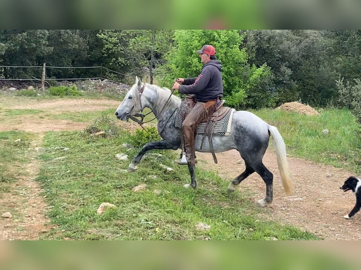 Koń andaluzyjski Mix Wałach 7 lat 152 cm Siwa jabłkowita in Zerf
