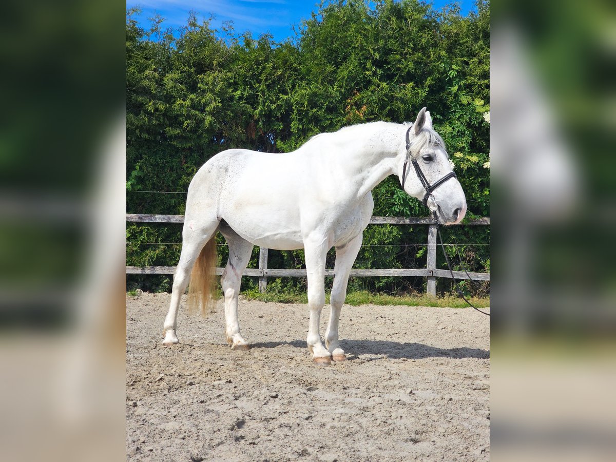 Koń andaluzyjski Mix Wałach 7 lat 160 cm Biała in Ptuj