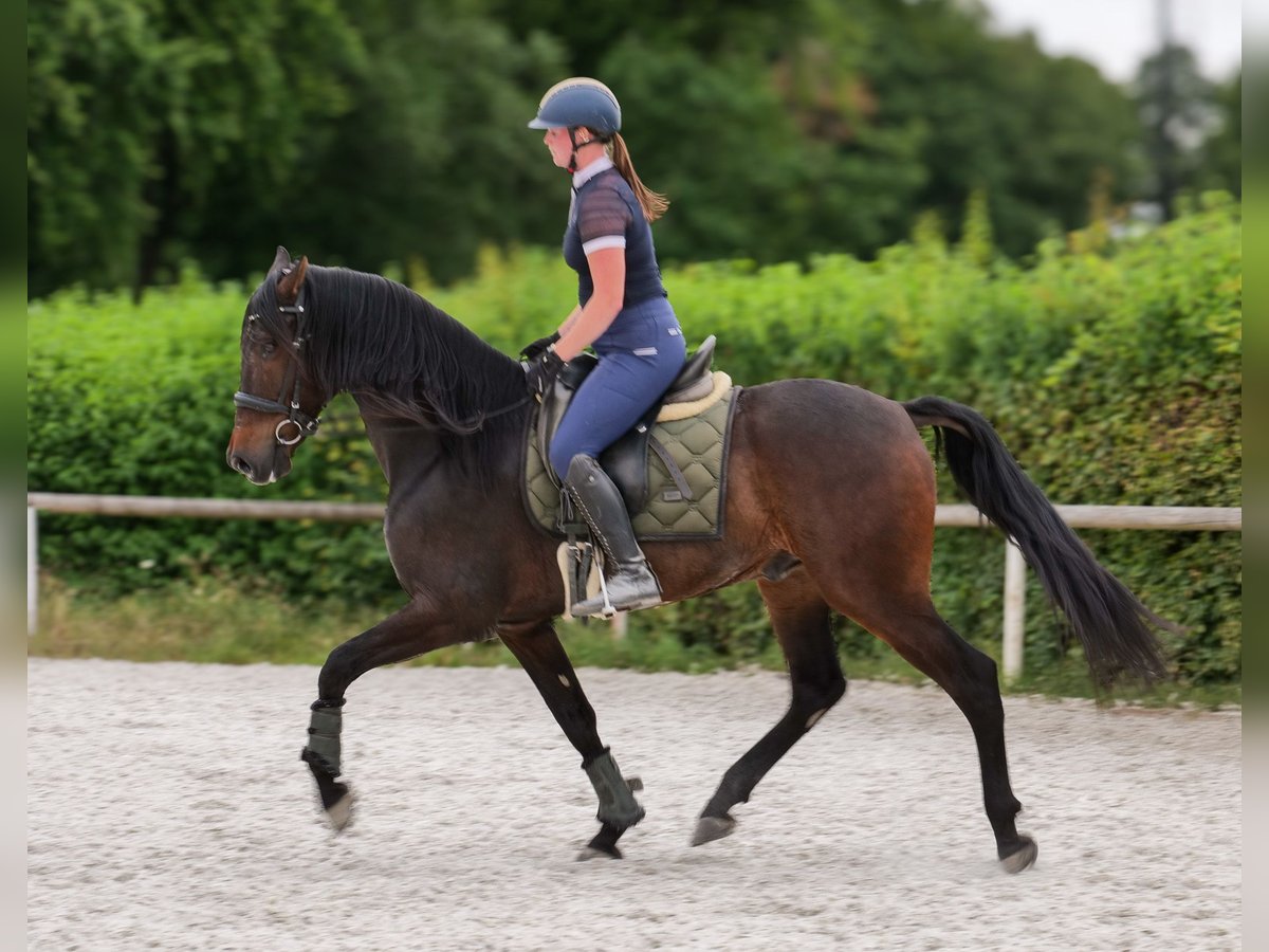 Koń andaluzyjski Wałach 7 lat 162 cm Gniada in Neustadt (Wied)