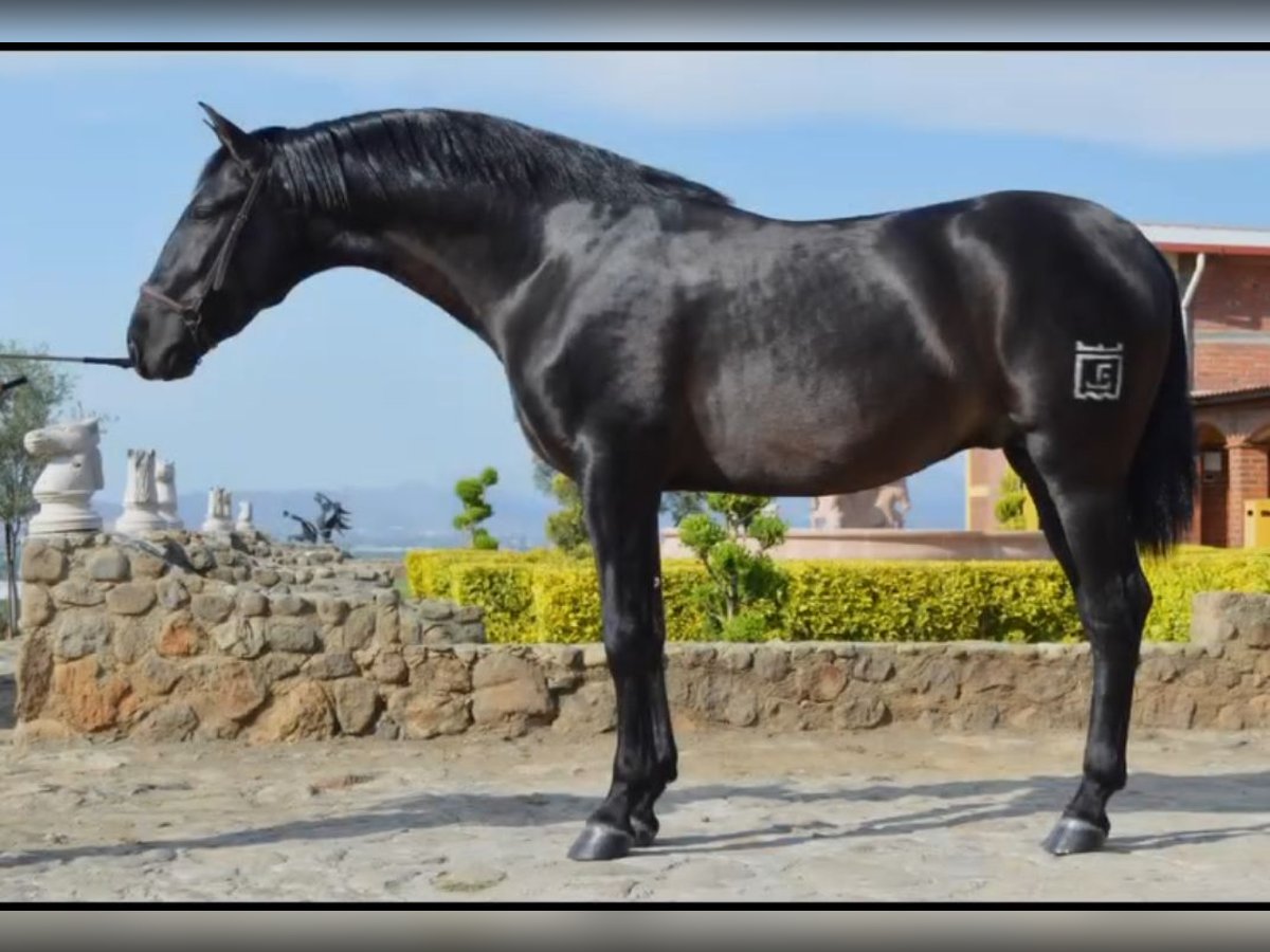 Koń andaluzyjski Wałach 7 lat 165 cm Kara in Westerlo