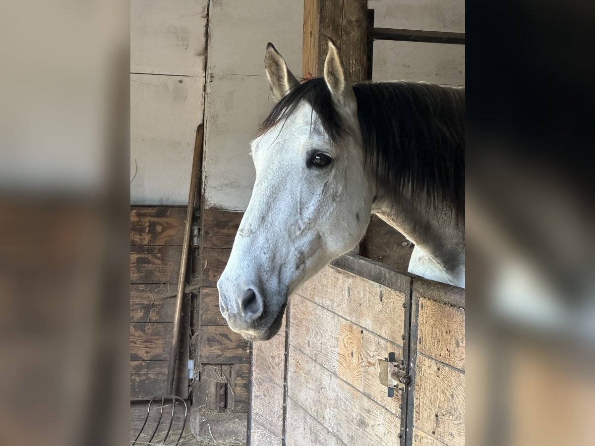 Koń andaluzyjski Wałach 8 lat 165 cm Siwa in Sch&#xF6;nberg