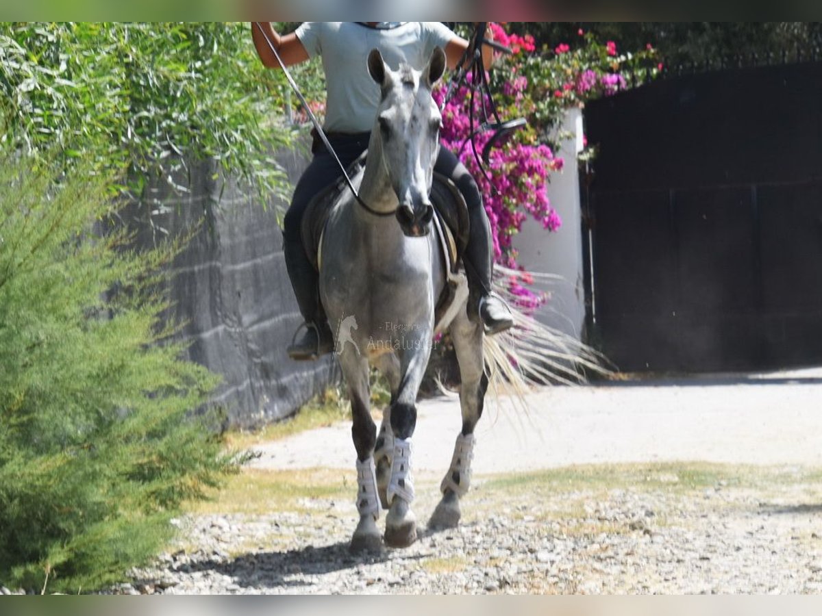 Koń andaluzyjski Wałach 9 lat 156 cm Siwa in Provinz  Malaga