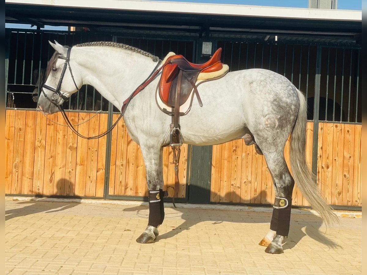Koń andaluzyjski Wałach 9 lat 158 cm Siwa jabłkowita in Martfeld