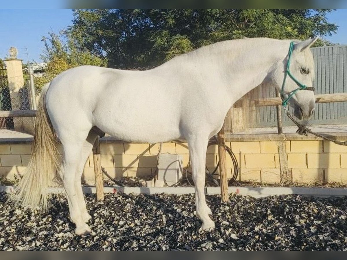 Koń andaluzyjski Wałach 10 lat 161 cm Siwa in Madrid