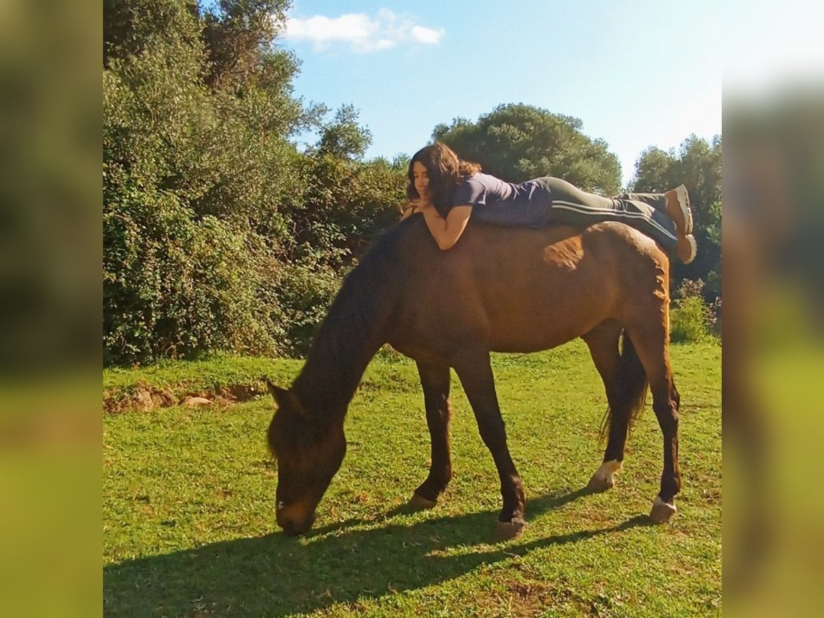 Koń andaluzyjski Wałach 12 lat 158 cm in Tarifa