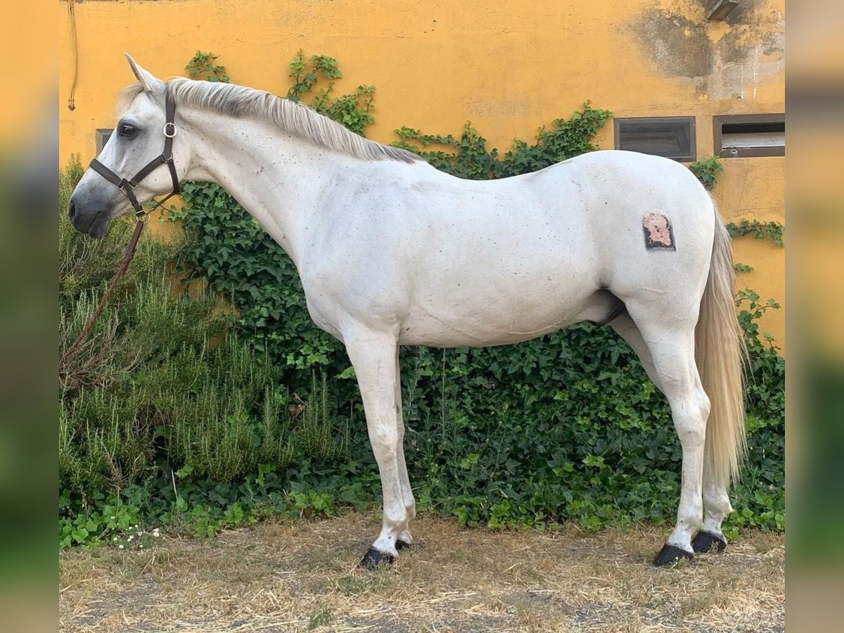 Koń andaluzyjski Wałach 14 lat 157 cm Siwa in Madrid