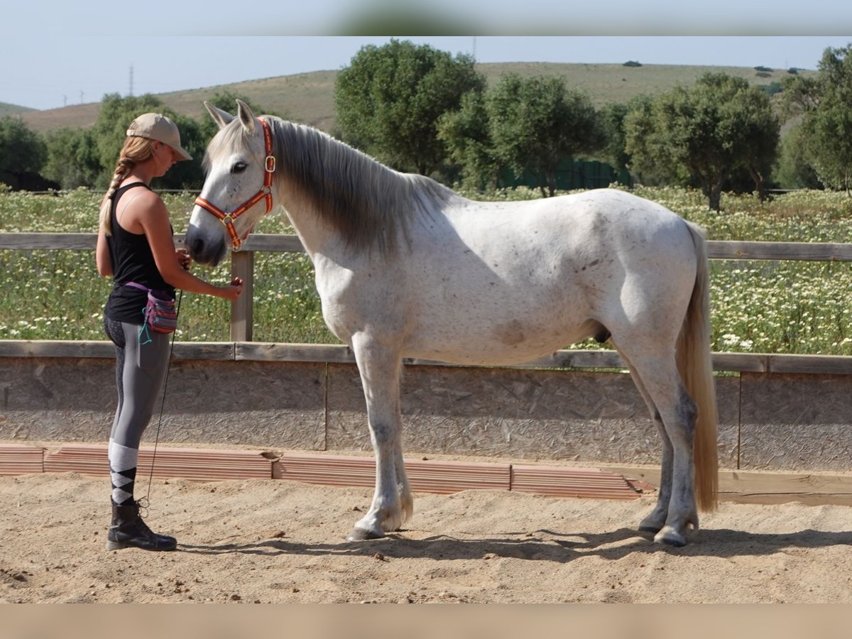 Koń andaluzyjski Wałach 15 lat 150 cm Siwa jabłkowita in San Ambrosio