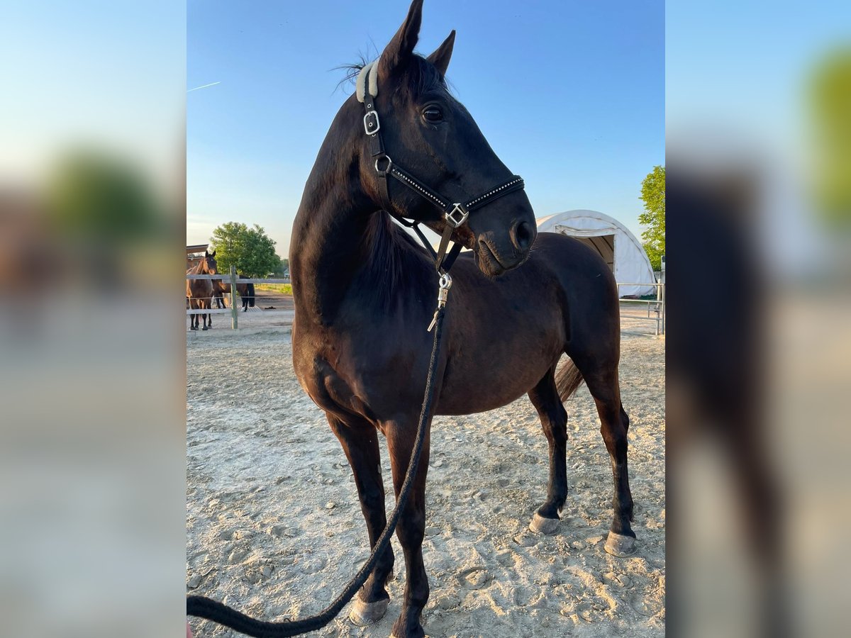 Koń andaluzyjski Wałach 16 lat 165 cm Kara in München