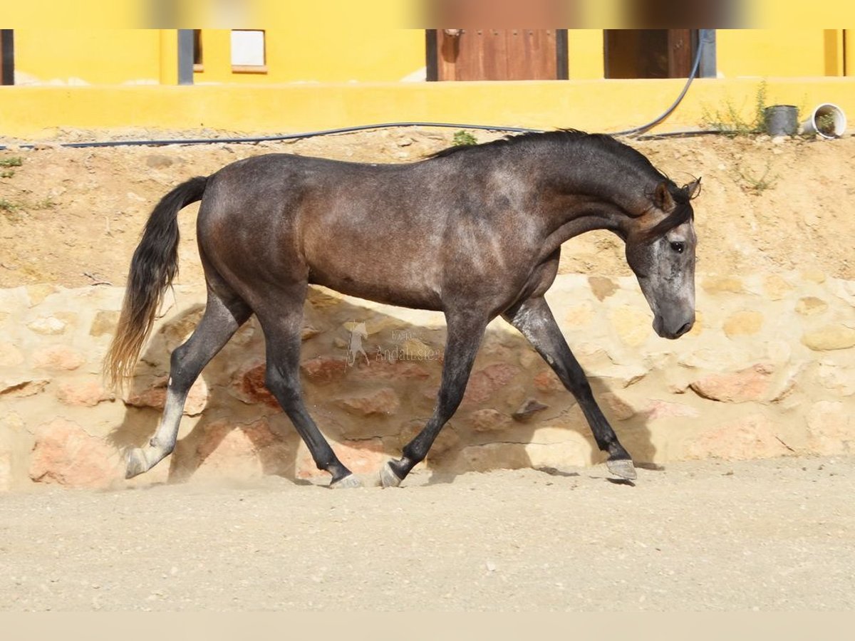 Koń andaluzyjski Wałach 4 lat 160 cm Siwa in Provinz Malaga