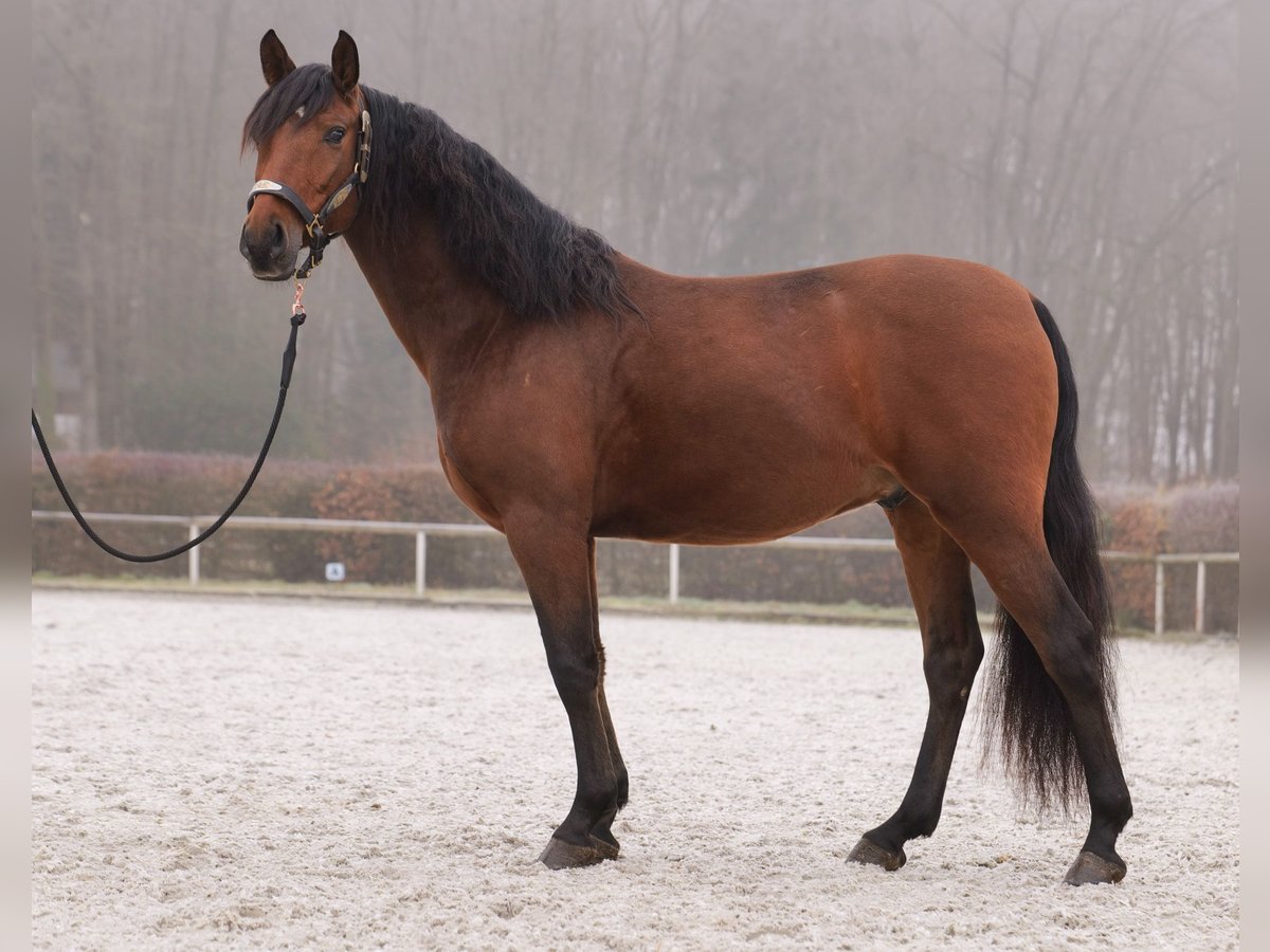 Koń andaluzyjski Wałach 5 lat 155 cm Gniada in Neustadt (Wied)