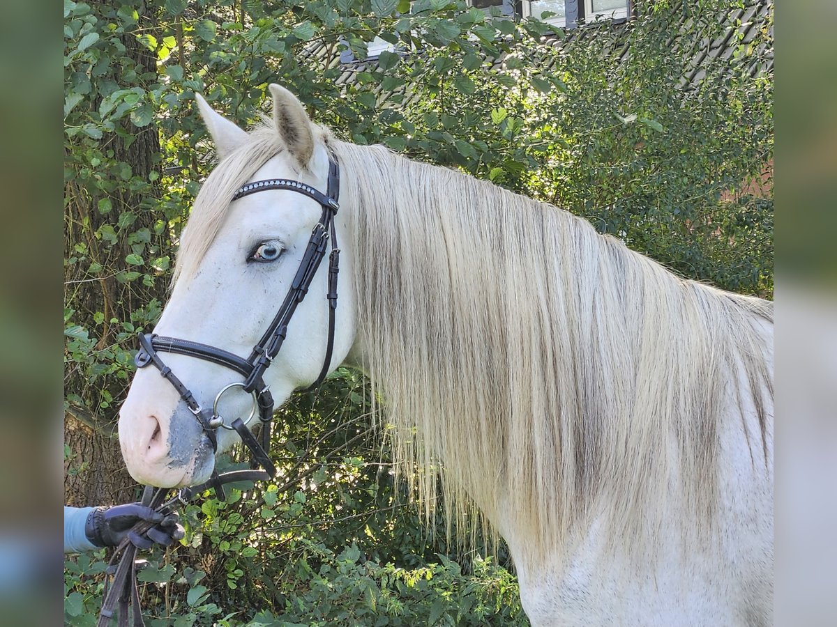 Koń andaluzyjski Wałach 5 lat 158 cm Siwa jabłkowita in Nettetal