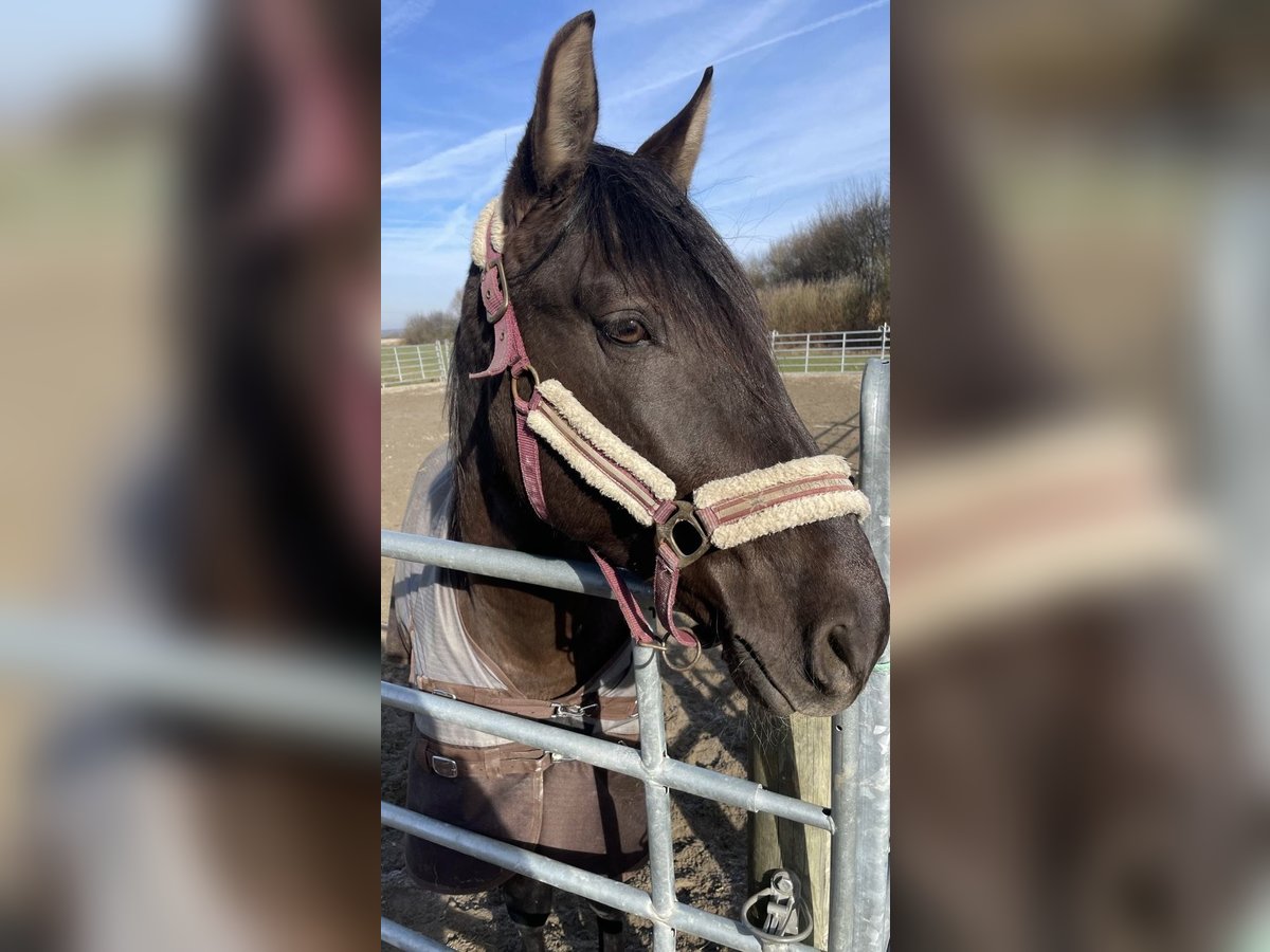 Koń andaluzyjski Mix Wałach 5 lat 162 cm Bułana in Leipheim