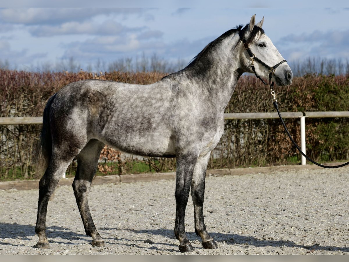 Koń andaluzyjski Wałach 6 lat 155 cm Siwa jabłkowita in Neustadt (Wied)