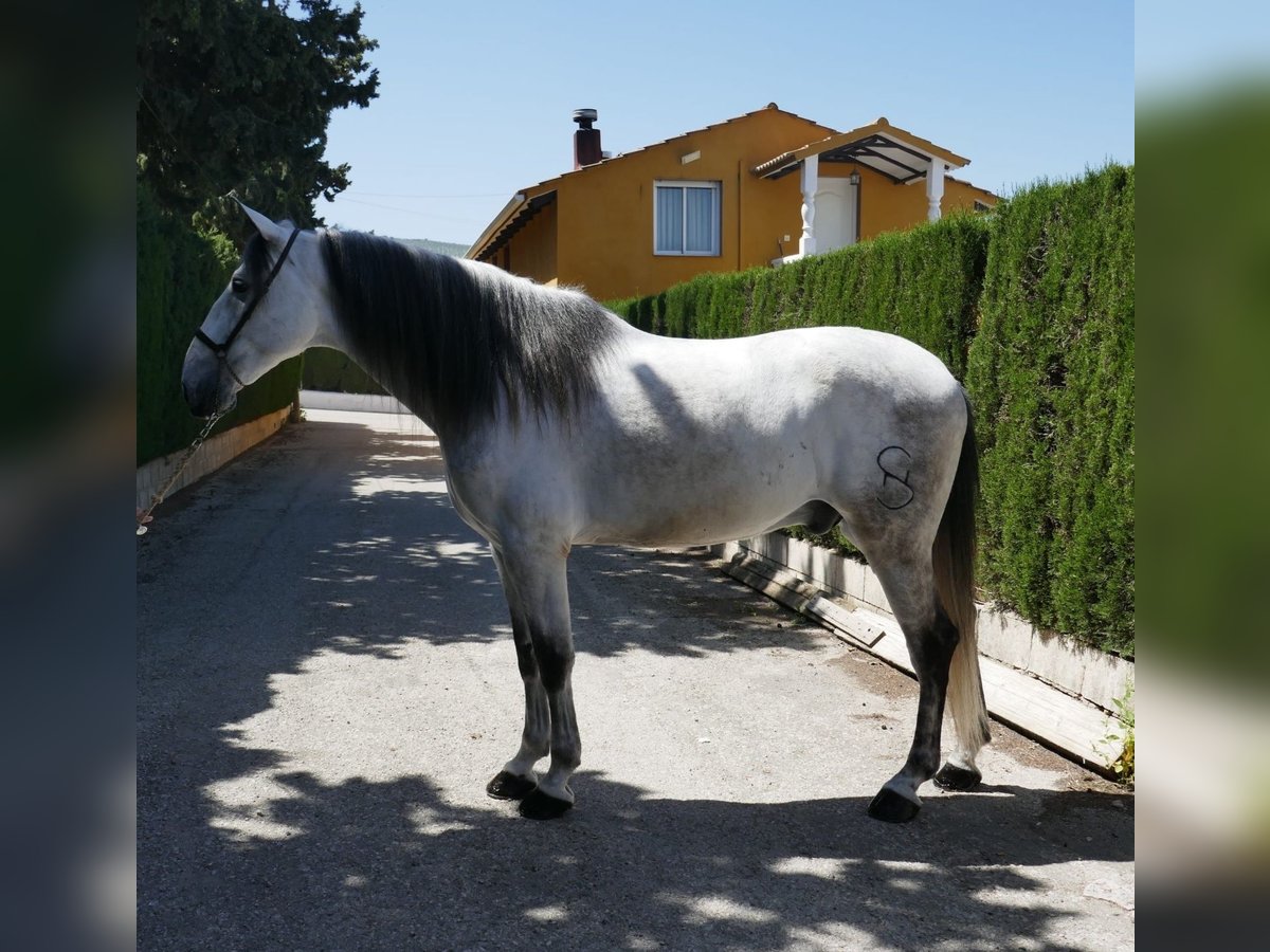 Koń andaluzyjski Wałach 6 lat 168 cm Siwa in Cordoba