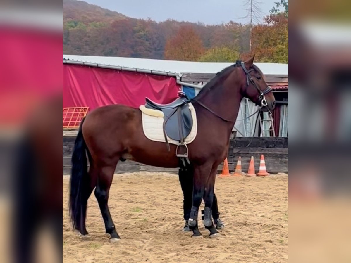 Koń andaluzyjski Mix Wałach 8 lat 165 cm Ciemnokasztanowata in Osterode am Harz