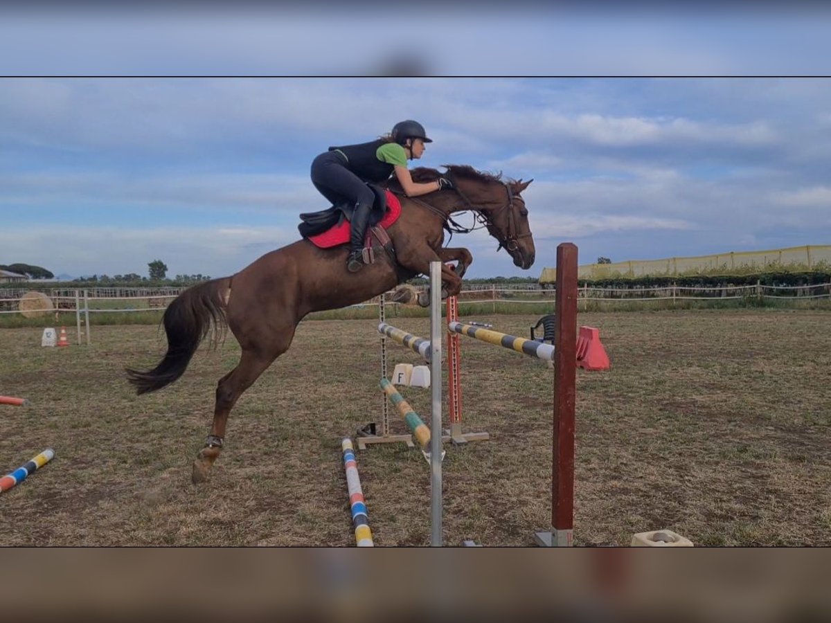 Koń angloarabski Klacz 15 lat 155 cm Kasztanowata in Velletri