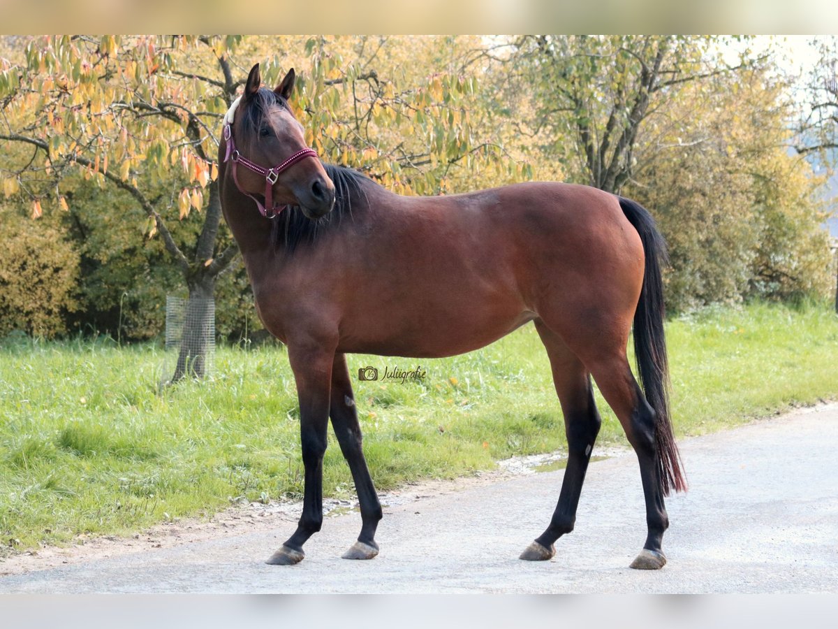 Koń angloarabski Klacz 7 lat 155 cm Gniada in Ursensollen