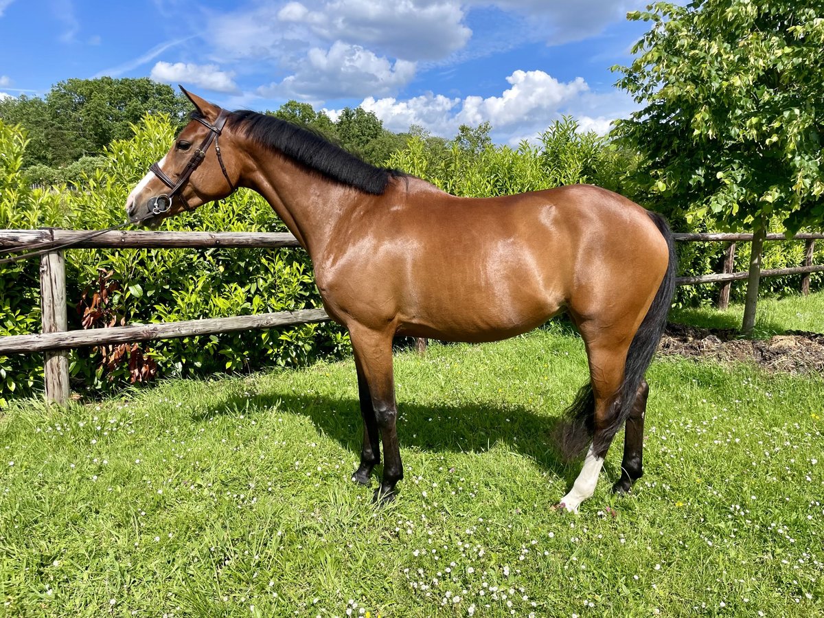 Koń angloarabski Klacz 8 lat 160 cm Gniada in Barbizon