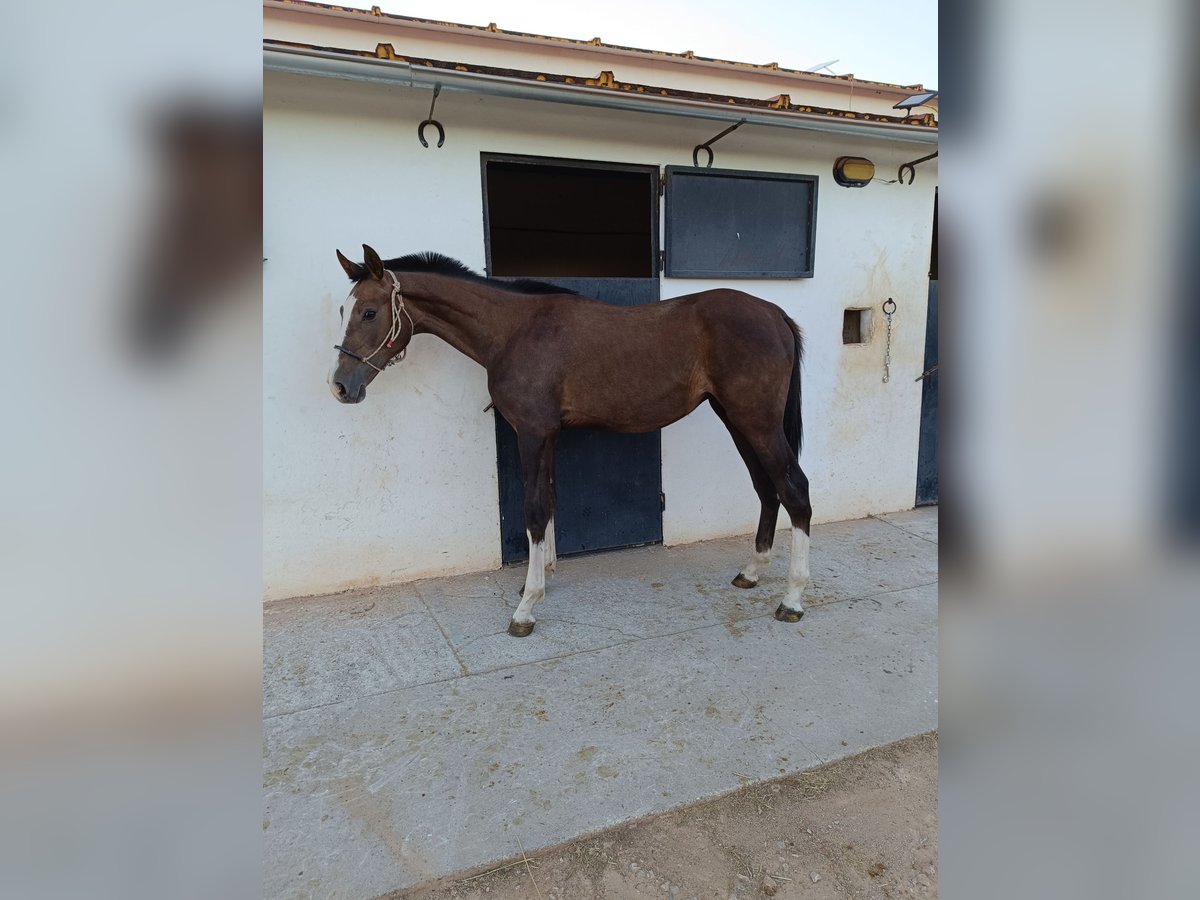 Koń angloarabski Ogier 1 Rok 161 cm Siwa in Valdepeñas