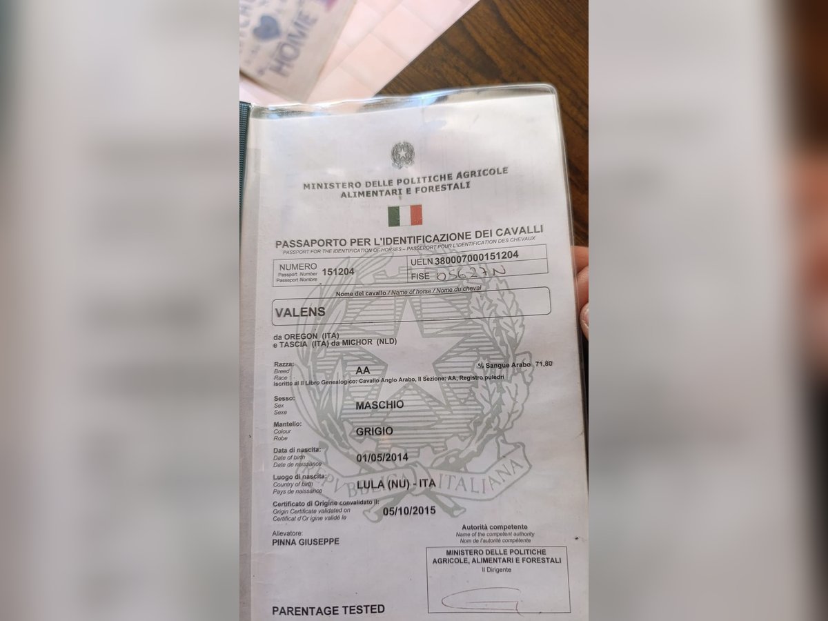 Koń angloarabski Wałach 11 lat 155 cm Siwa in Lula