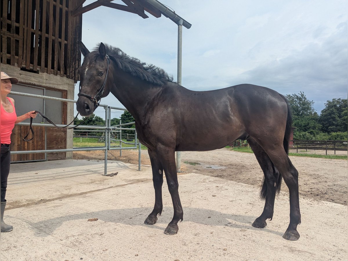 Koń angloarabski Wałach 8 lat 169 cm Skarogniada in Breisach am Rhein