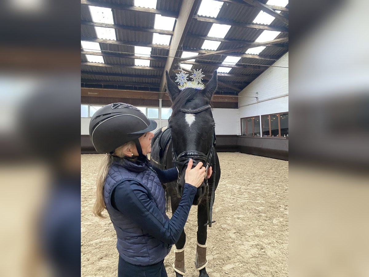 Koń badeńsko-wirtemberski Klacz 13 lat 169 cm Kara in Oldenburg