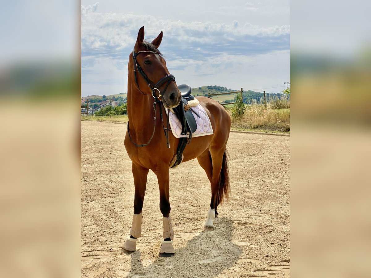 Koń badeńsko-wirtemberski Klacz 3 lat 168 cm Gniada in Kirchheim am Ries