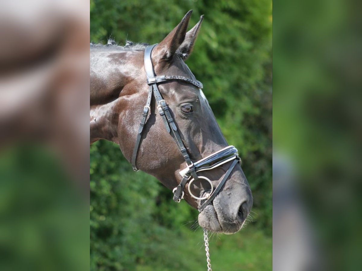Koń badeńsko-wirtemberski Wałach 12 lat 178 cm Skarogniada in Reutlingen
