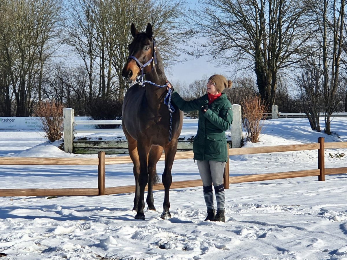 Koń badeńsko-wirtemberski Wałach 14 lat 170 cm Ciemnogniada in Havekost