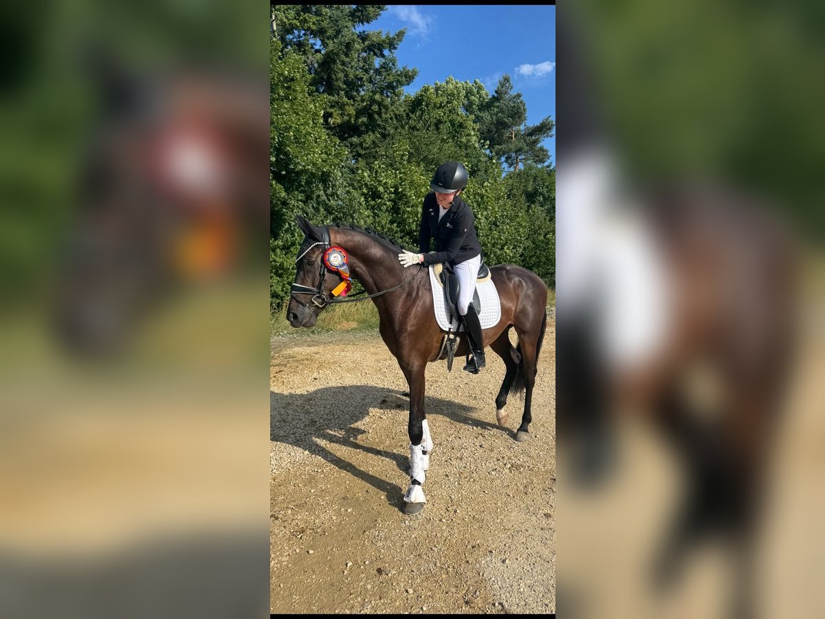 Koń badeńsko-wirtemberski Wałach 3 lat 167 cm Ciemnogniada in Trochtelfingen