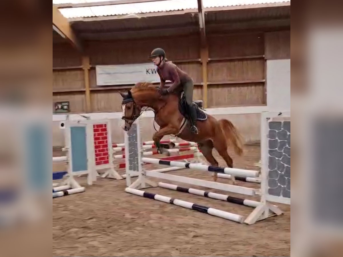 Koń badeńsko-wirtemberski Wałach 4 lat 160 cm Kasztanowata in Leonberg