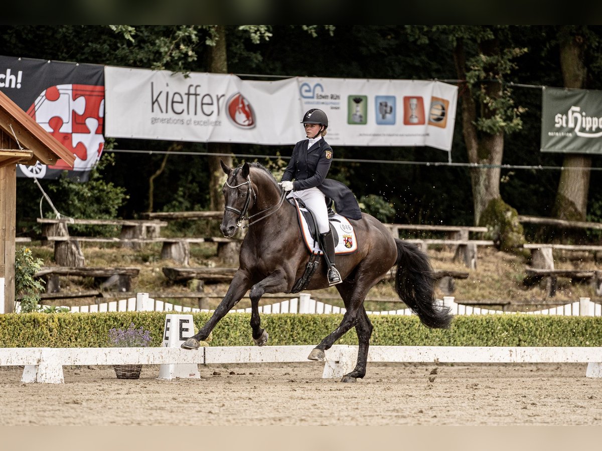 Koń badeńsko-wirtemberski Wałach 15 lat 168 cm Kara in Moers