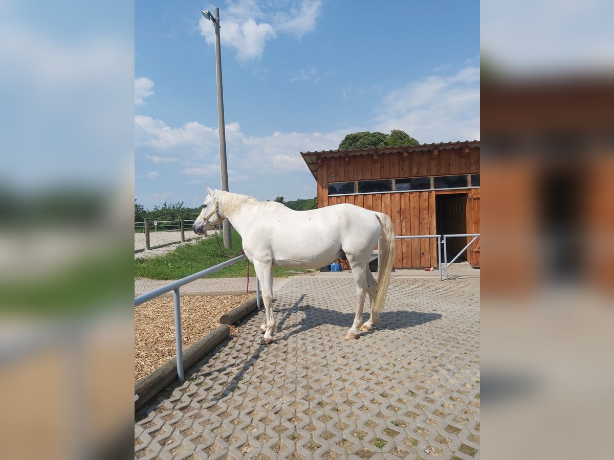 Koń badeńsko-wirtemberski Mix Wałach 25 lat 160 cm Siwa jabłkowita in Penig