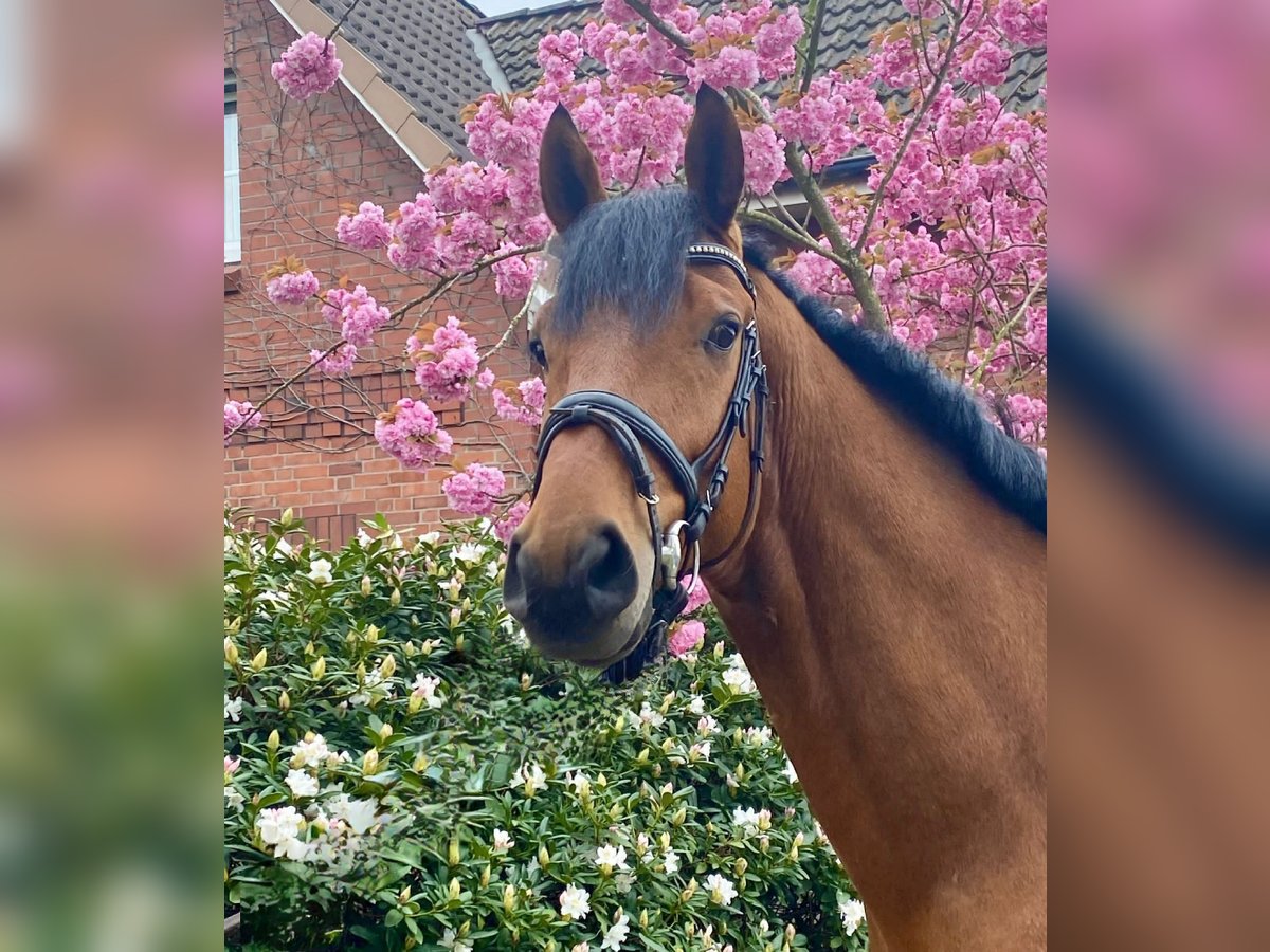 Koń badeńsko-wirtemberski Wałach 4 lat 175 cm Gniada in Hamburg